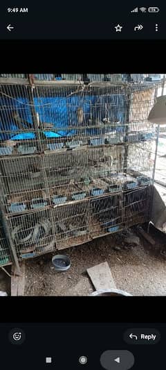 20 portion cage for budgie dove