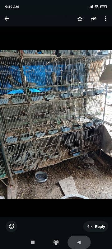 20 portion cage for budgie dove 0