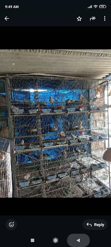 20 portion cage for budgie dove 1