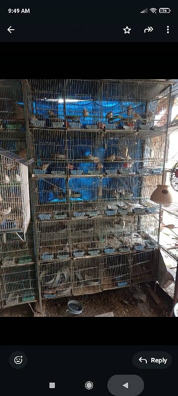 20 portion cage for budgie dove 2