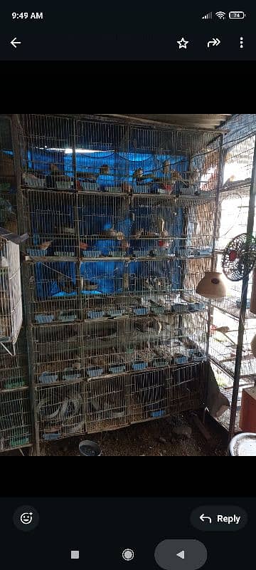 20 portion cage for budgie dove 3