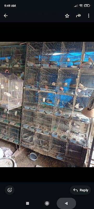 20 portion cage for budgie dove 4