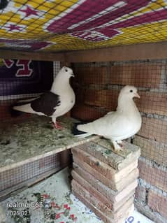 Piegon White & Black