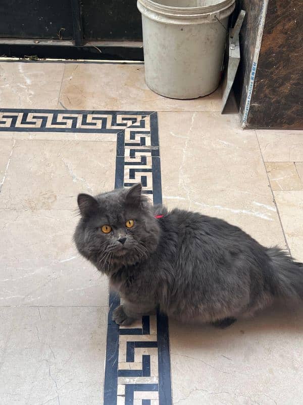 RUSSIAN CAT (MALE) TRAINED 0