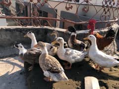 ducks male +female each one price 1550