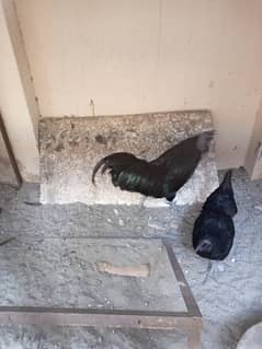 Ayam Cemani pair for sale