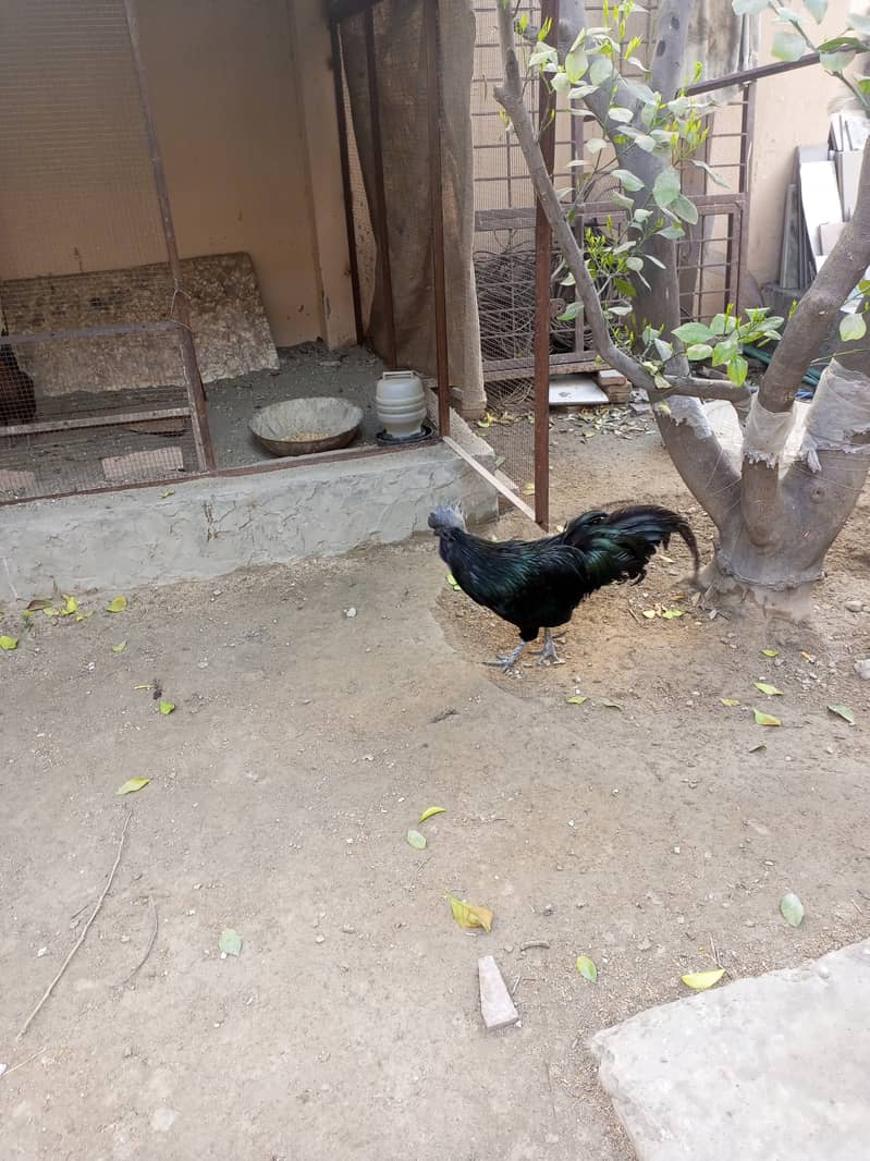 Ayam Cemani pair for sale 1