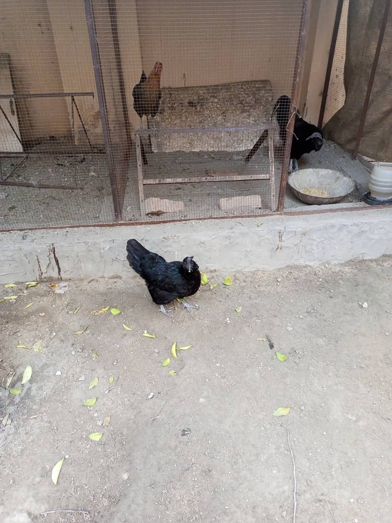 Ayam Cemani pair for sale 2