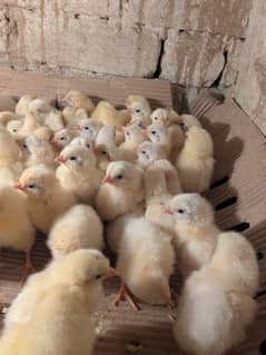 white layer chicks murgi rate 100/piece