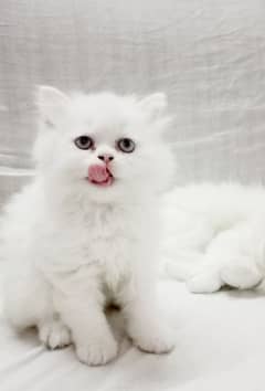 Beautiful Persian white and fawn kittens