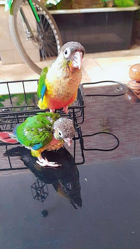 sunconure chicks 0