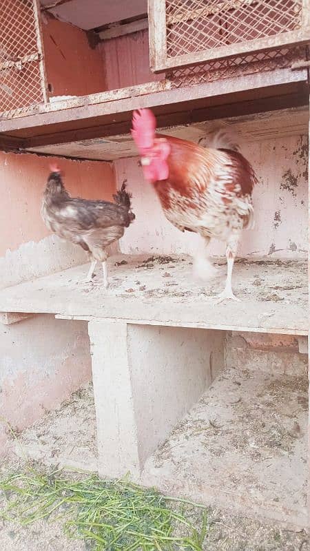 Young Hens Pair 2