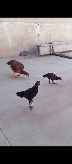 Aseel Murgi Best Breed With  Chicks