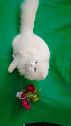 Persian cat triple coated white Punch face