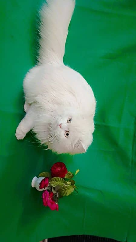 Persian cat triple coated white Punch face 0