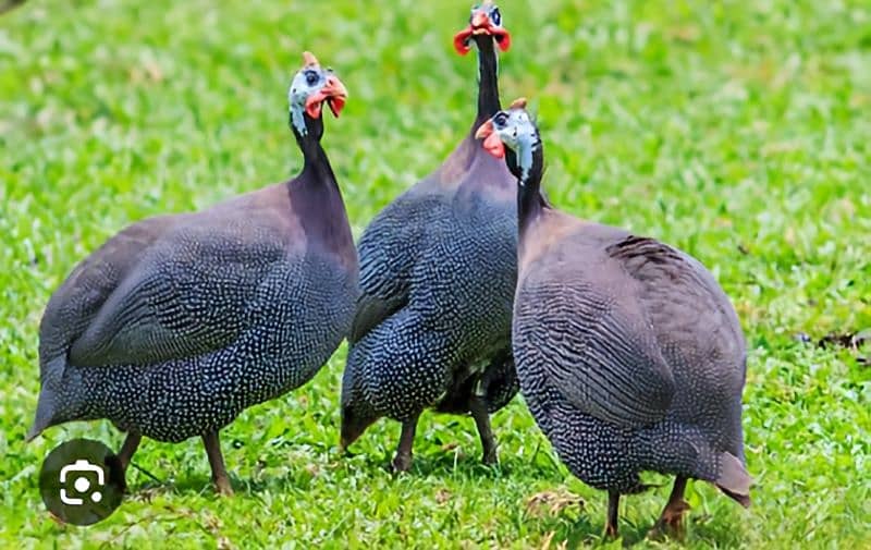 Guineafowls Totally 5 pairs available 0