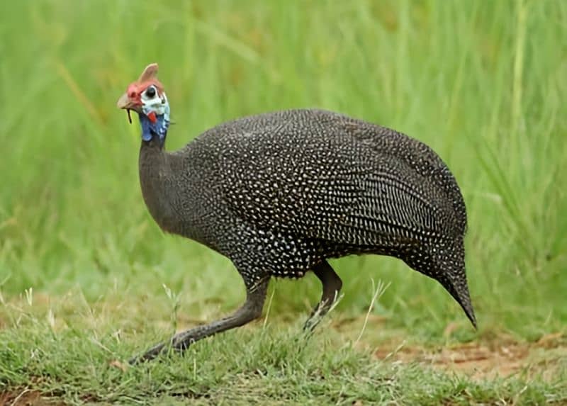 Guineafowls Totally 5 pairs available 2