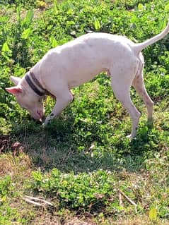 pure bull terrier dog