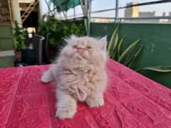 Persian Kittens For sale Only contact whatup number 03292450497