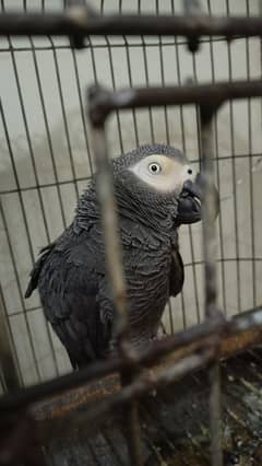 Grey Parrot