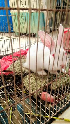 rabbit sale