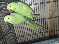 Parrots Beautiful Gher ka PAIR