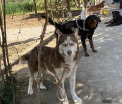 2 Huskys and 2 Rottweilers