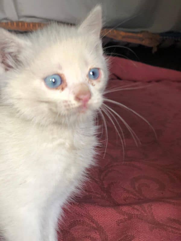 Imported Persion kitten for sale 0