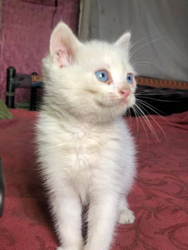 Imported Persion kitten for sale 1