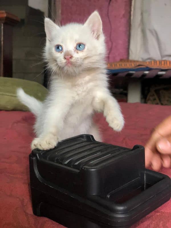 Imported Persion kitten for sale 2