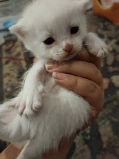 White Persian kitten | persian cat babies | Kittens For SALE