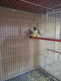 Gouldian