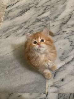 double coat 2 months female kitten for sale