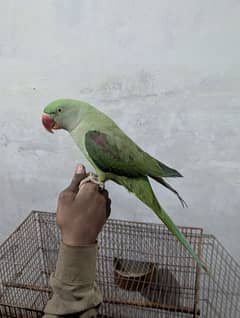 Green Raw Parrot Talking ( Hand Tamed )