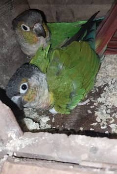 Green cheek conure breeder pair eggs k sat eno coktial chicks