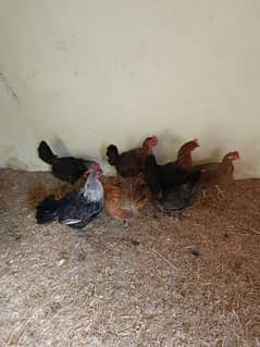 6 Hens , Egg laying