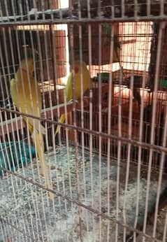 200 percent breedr pair mashallah healthy active yellow ringneck