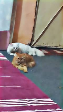 pair of persian cats