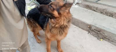 German shepherd dog for sale