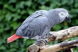 African Grey Parrot , Raw Parrot , Pineapple Conure Hand tame +talking