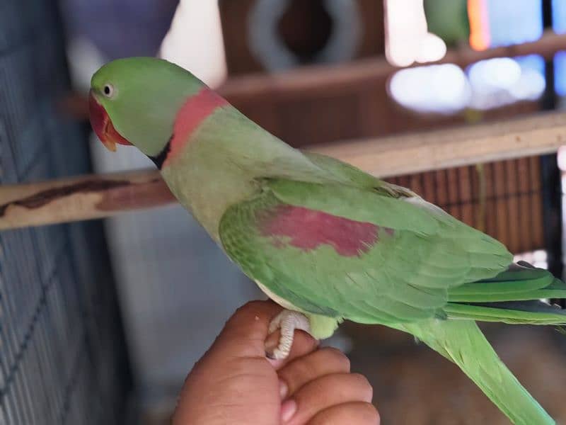 African Grey Parrot , Raw Parrot , Pineapple Conure Hand tame +talking 2