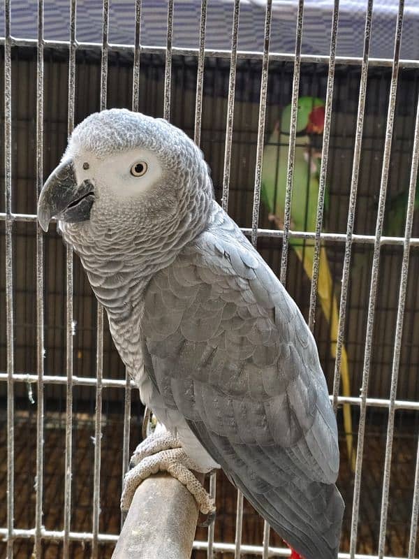 African Grey Parrot , Raw Parrot , Pineapple Conure Hand tame +talking 3