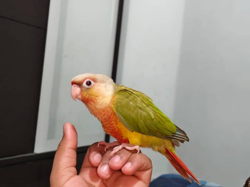 African Grey Parrot , Raw Parrot , Pineapple Conure Hand tame +talking 4