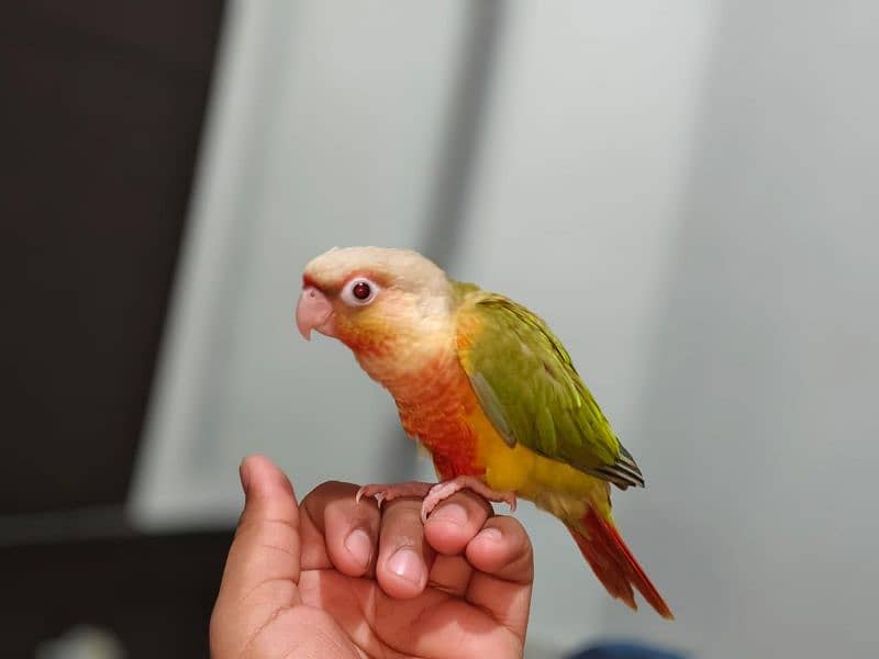 African Grey Parrot , Raw Parrot , Pineapple Conure Hand tame +talking 5