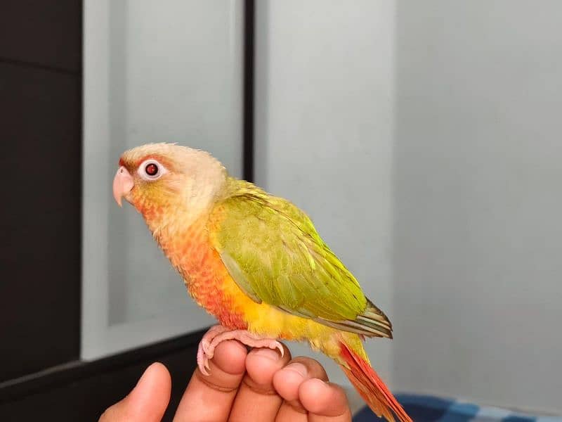 African Grey Parrot , Raw Parrot , Pineapple Conure Hand tame +talking 6