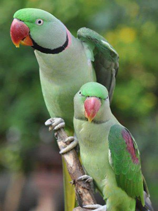 African Grey Parrot , Raw Parrot , Pineapple Conure Hand tame +talking 7