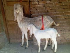 Big size beetal goat with one male kid