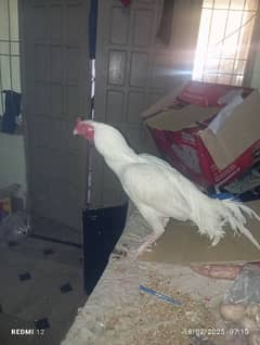 white Heera aseel for sale