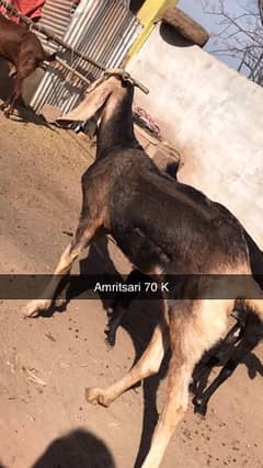 Pragnent Goats For sale