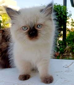 litter trained Himalayan male ND  Persian triple coated female